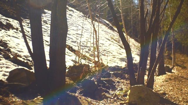 Наш друг Брек - ирландский сеттер ! смотреть онлайн