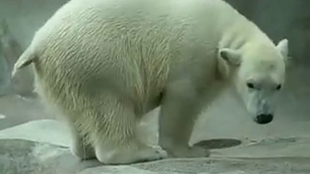 Polar Bear Poo смотреть онлайн