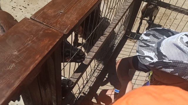 Зоопарка в Миниатюре в Бахчисарае продолжается. смотреть онлайн