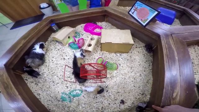 ?Лучший поход в Зоопарк: самые милые животные, кормим и гладим пушистых зверей? смотреть онлайн