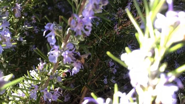 “A Singer Of The Bush”, Banjo Paterson. Music: QQQ - Spring. смотреть онлайн