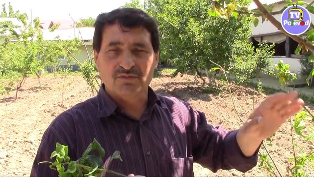 КУРЧАВОСТЬ ЛИСТЬЕВ ПЕРСИКА смотреть онлайн