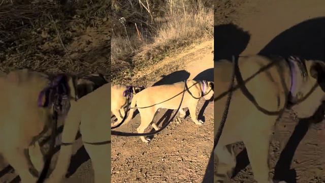 Evening walk with puppies. LonelyCreek bullmastiffs смотреть онлайн