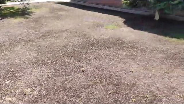 Как ускорить рост газона. Простой способ.