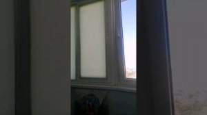 Джинура - листья Бога