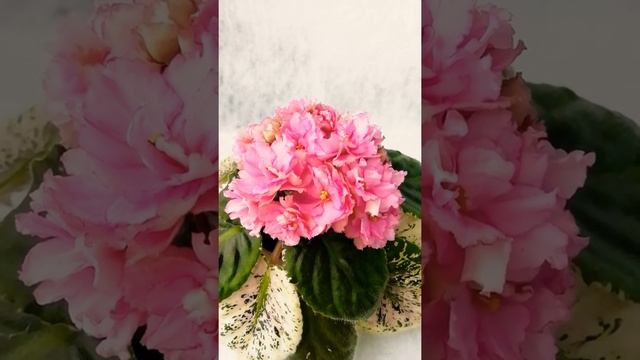 Rebel's Rose Bud смотреть онлайн