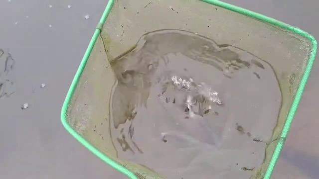 Доставка Малька Форели в коттеджный поселок Боярово Московской области! Анализ Водоёма! смотреть онлайн