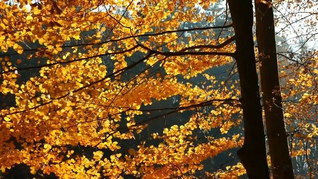 релакс видео осенней природы#осень#краски#красота#релака#медитация#тишина#лес#листопад смотреть онлайн