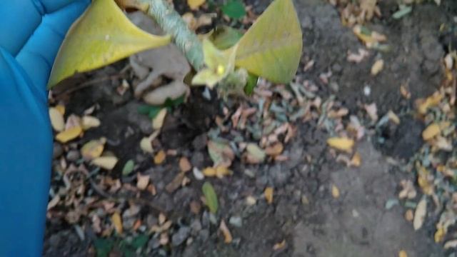 Эксперимент " Адениум на курорте" завершается!!! смотреть онлайн