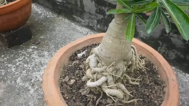 Adenium Obesum 30 Years Old ## My Adenium