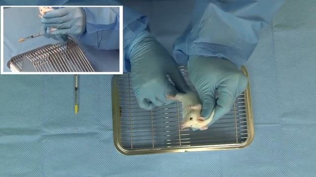 Mouse Oral Gavage Training смотреть онлайн