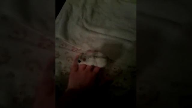 1#купаем хомяка. смотреть онлайн