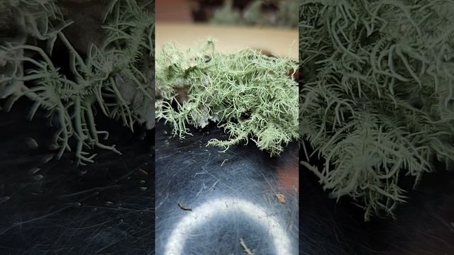 A lichen of the Tampa Bay, Florida area, Usnea subfusca. смотреть онлайн