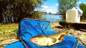 ДИКИЙ САЗАН ПРЁТ НА ДОНКИ. РЫБАЛКА НА САЗАНА КАРАСЯ НА ДОНУ