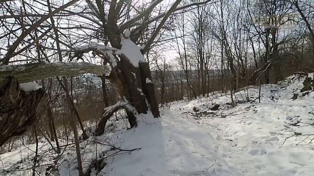 Столбы на теплицу. Пилю ножовкой акацию. смотреть онлайн