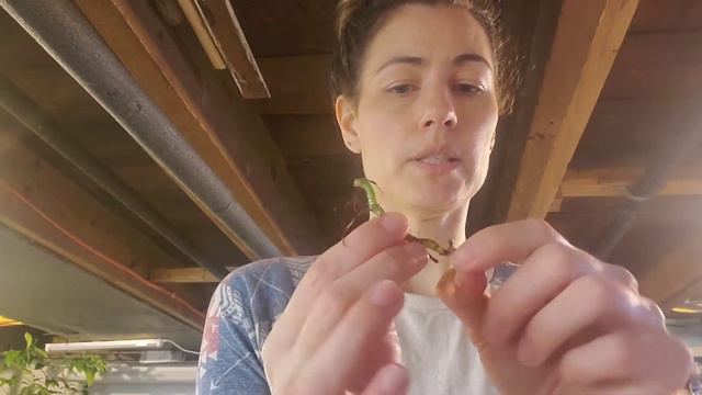 Trimming Some Root Rot Off Fresh Imports