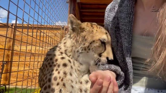 Герда не вышла из открытого вольера! Лучшая компания для гепарда - это человек смотреть онлайн