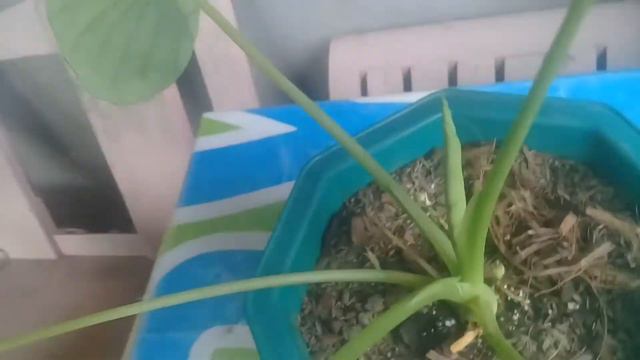 caladium care proper soil mixture and organic fertilezer using Egg shells Tutorial Video смотреть онлайн