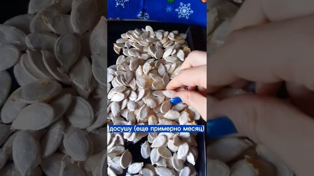 Насушила семена тыквы! #тыквы #семенатыквы #продажасемянтыквы