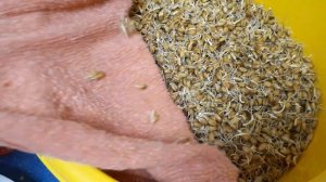 Проращиваем овёс для кур-несушек. Ответы на комментарии.