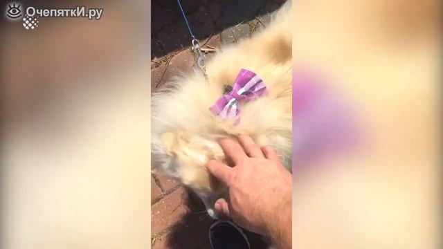 15 задорных и милых собак смотреть онлайн