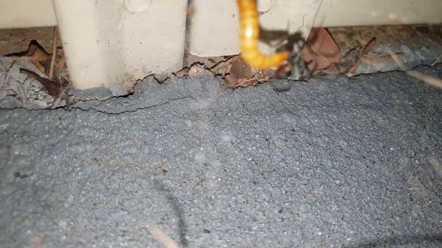 Redback spider feeding on mealworm. Latrodectus hasselti , Australia. In uhd