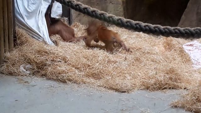 Мама-орангутан играется со своим малышом. Смешно! смотреть онлайн