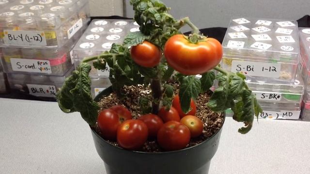 Florida Petite Tomato Huge Cherry Fruits On 5 Inch Plant