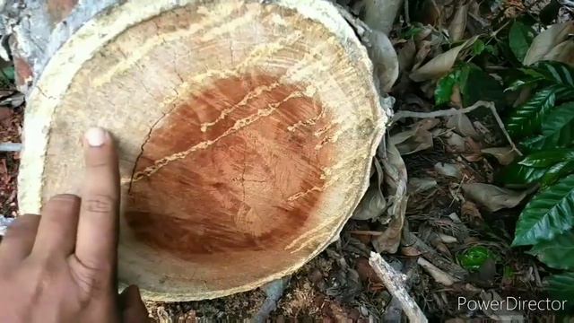 Plant anatomy difference between heart wood and sap wood (Tamil medium) смотреть онлайн