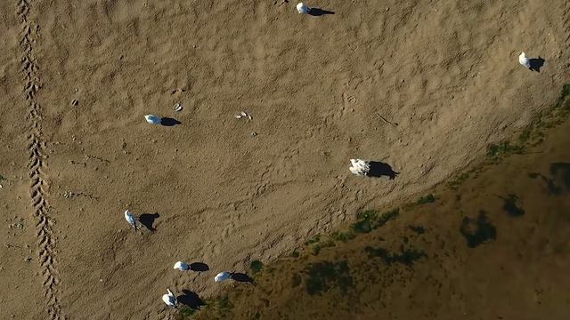 Чайки над Окой смотреть онлайн