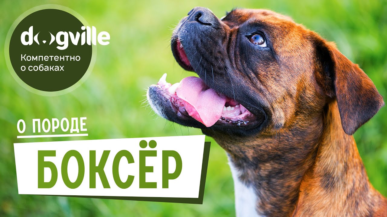 Боксёр - О породе - Как выбрать щенка? смотреть онлайн
