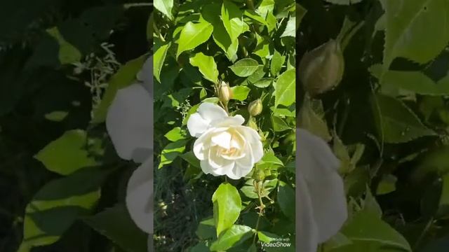 Роза плетистая Ilse Krohn Superior,White Brocade.( Ильза Крон Супериор, Вайт Брокейд) смотреть онлайн
