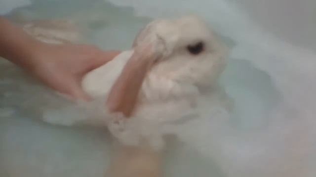 Купание кролика смотреть онлайн