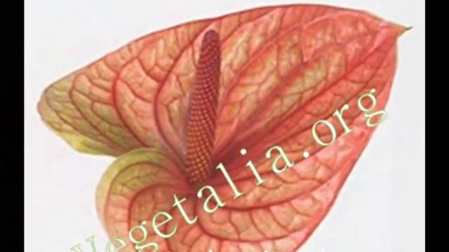 Anthurium - Vegetalia . org смотреть онлайн