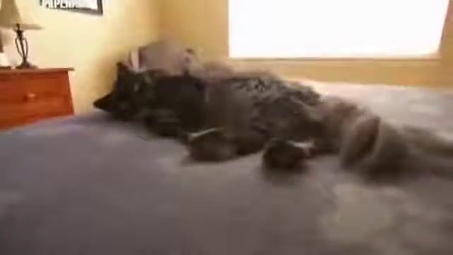 Шантильи 101Kote.ru Chantilly 101Cats смотреть онлайн