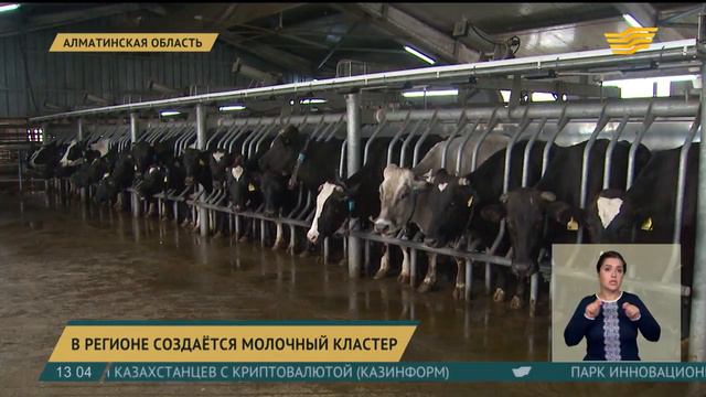 В Алматинской области создается молочный кластер смотреть онлайн