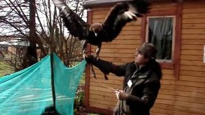 Как приручить орла