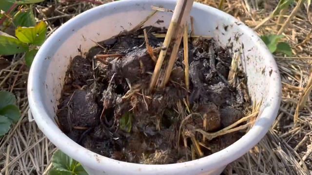 Огород. Подкормка для растений из травы, навоза,перегноя и золы. смотреть онлайн