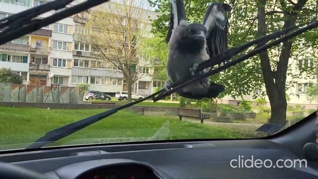 Ворона которую не отодрать смотреть онлайн