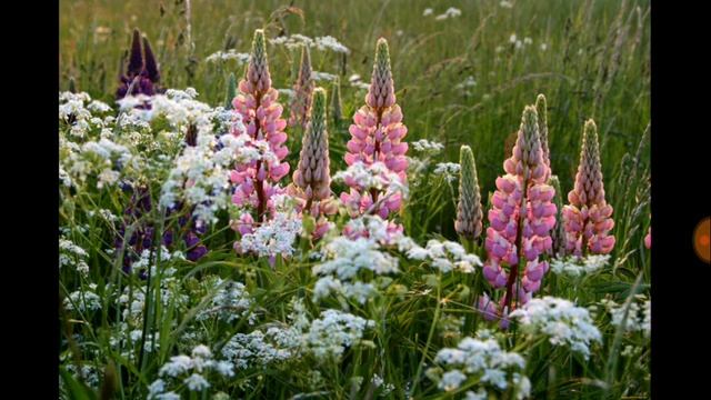 241.ЛЮПИН. Свойства лекарственные и пищевые, декоративные и как сидерат. смотреть онлайн