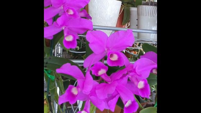 Guarianthe Skinneri