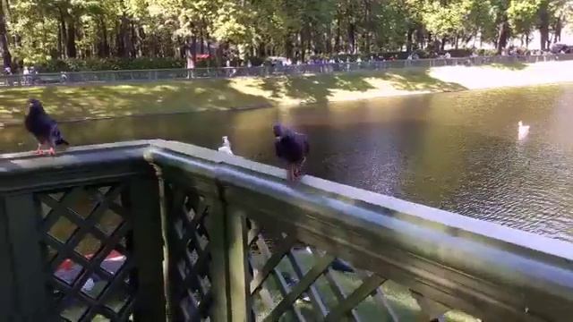Нежная летняя мелодия. смотреть онлайн