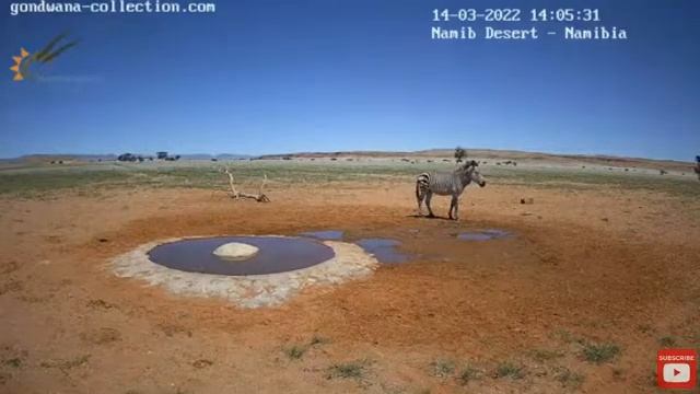 Пустыня Намиб югозападная Африка,,муха Цеце и любопытная антилопа Орикс смотреть онлайн