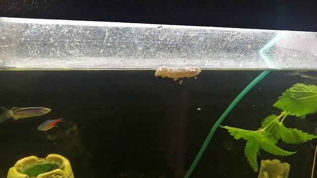 кладка ампулярий