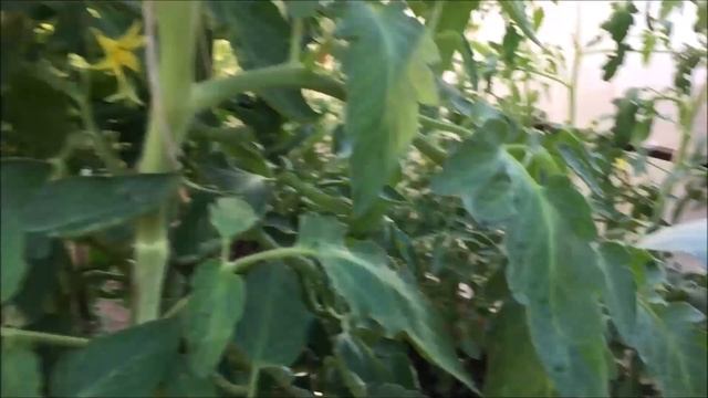 Зола томатам! Красный завязал! Урожайная Жимолость. Привет от детей и внуков! смотреть онлайн