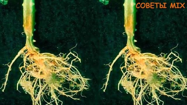 Обработка огурцов йодом и молоком. Рецепты для защиты, профилактики и лечения огурцов смотреть онлайн