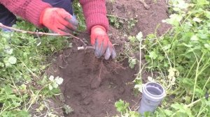 Осенняя посадка саженцев винограда