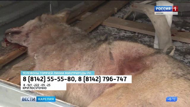 Охота на волков смотреть онлайн