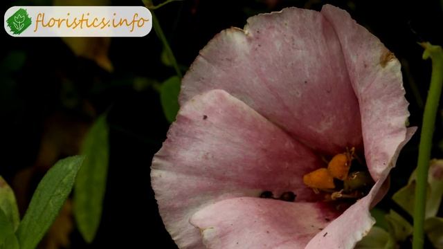 ? Эустома – описание цветка, особенности выращивания эустомы смотреть онлайн