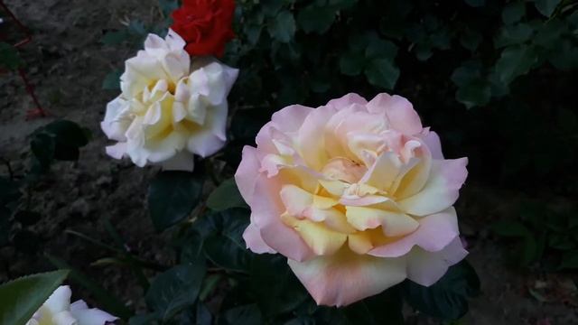 Роза чайно-гибридная Gloria Dei смотреть онлайн